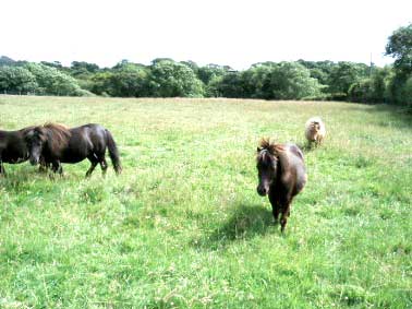 ponies in pembrokeshire